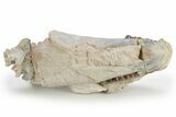 Bargain, Fossil Oreodont (Merycoidodon) Skull - South Dakota #249267-5